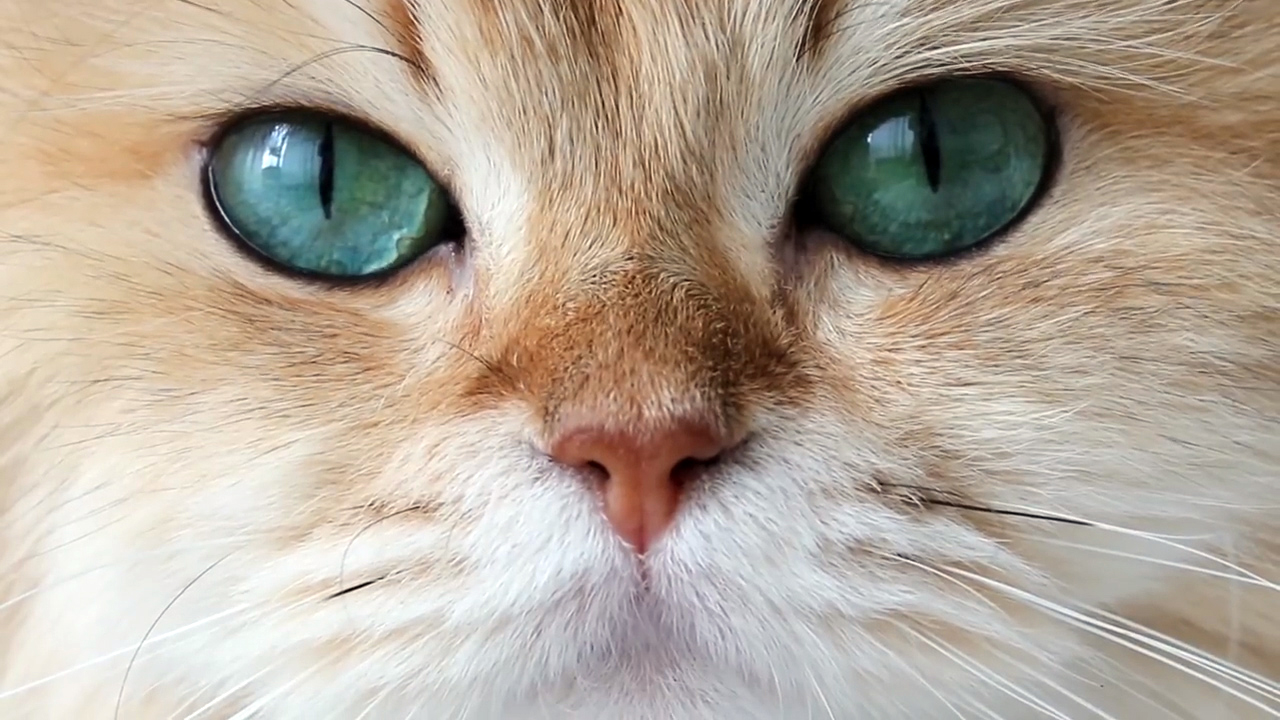 萌宠小猫有一双神奇的眼睛,看着它慢慢向你走来,好温暖!