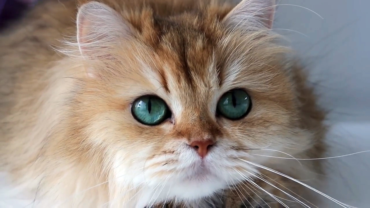 萌宠小猫有一双神奇的眼睛,看着它慢慢向你走来,好温暖!