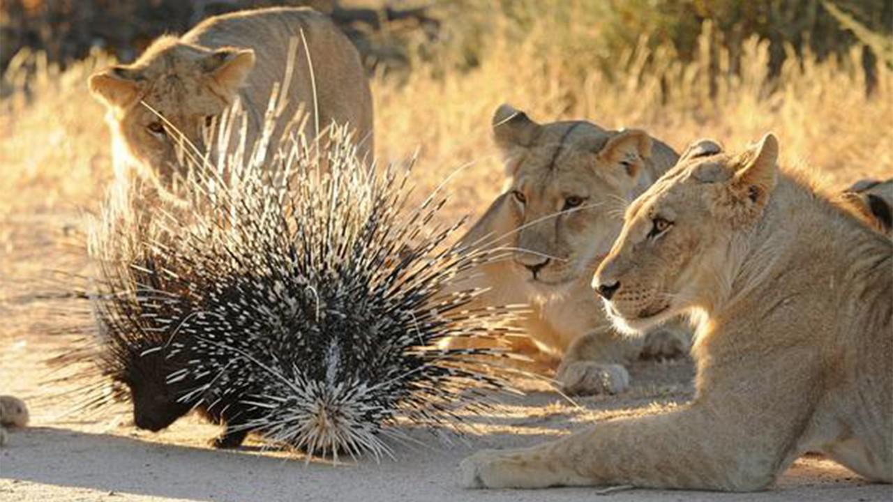 豪猪的身上长满了尖刺,狮子咬一口会怎样?看完整个人都不好了