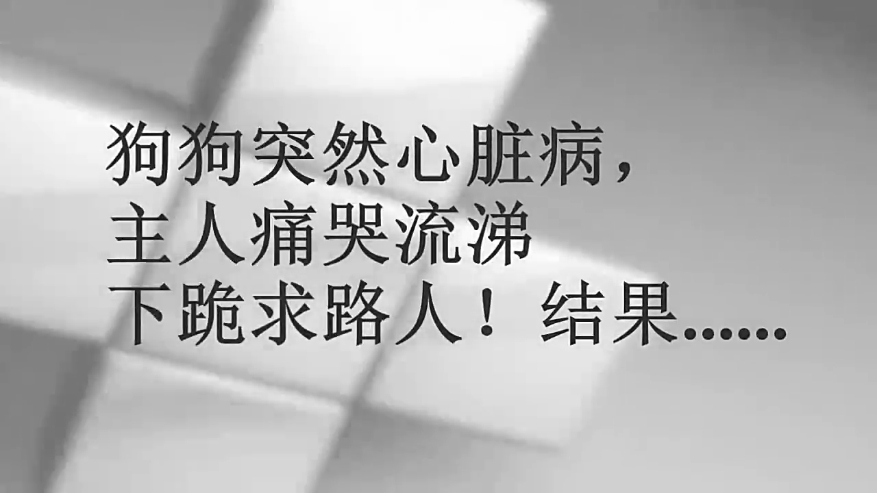汪星人突然心脏病,铲屎官这反应让人心痛