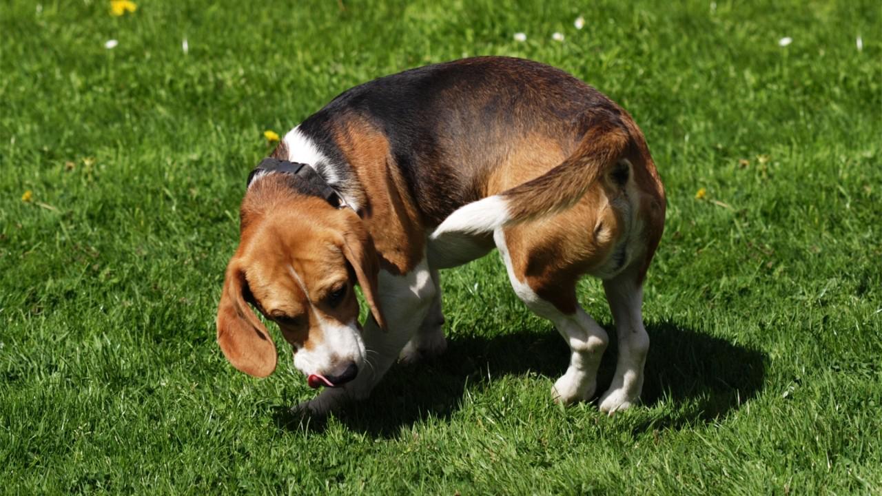 狗狗拉粑粑之前,为什么总要原地转圈圈?答案你绝对想不到