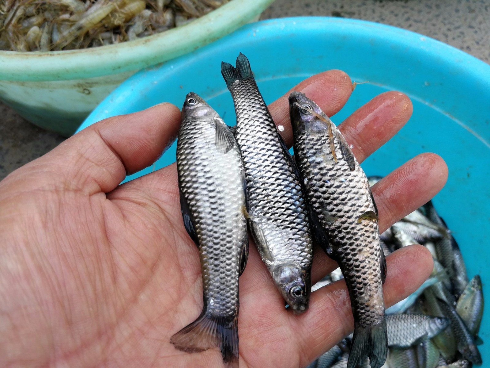 几种在乡下小河里可能能发现的原生观赏鱼汇总二-原生鱼图鉴 - 知乎