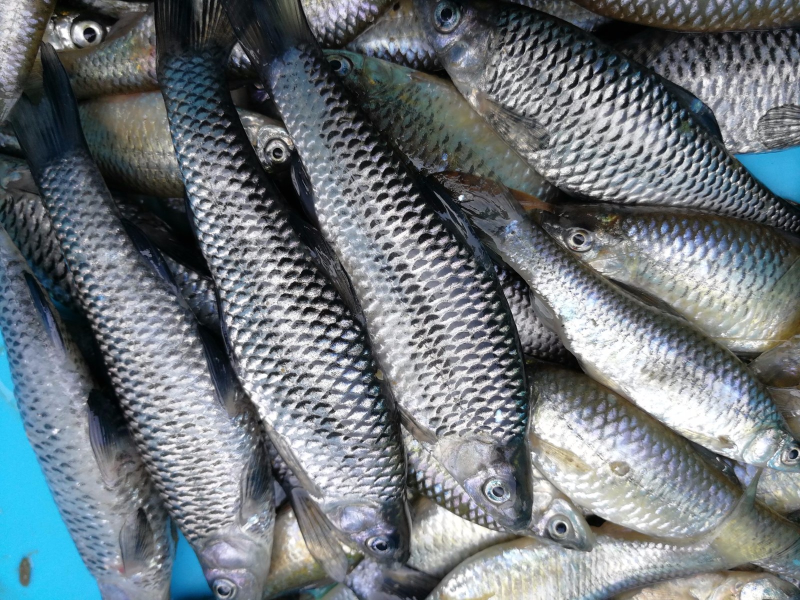 农村河里常见的十种鱼（分享农村河里多到没人吃的小鱼）