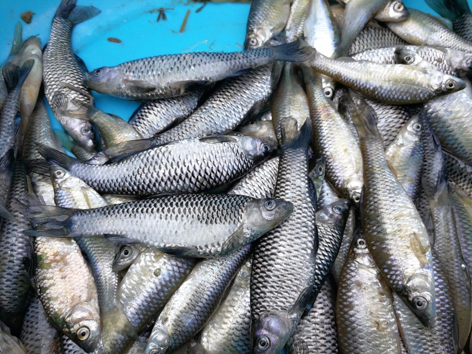 农村大集上的漂亮小鱼,鱼鳞黑色有光泽,以前农村小河里有很多