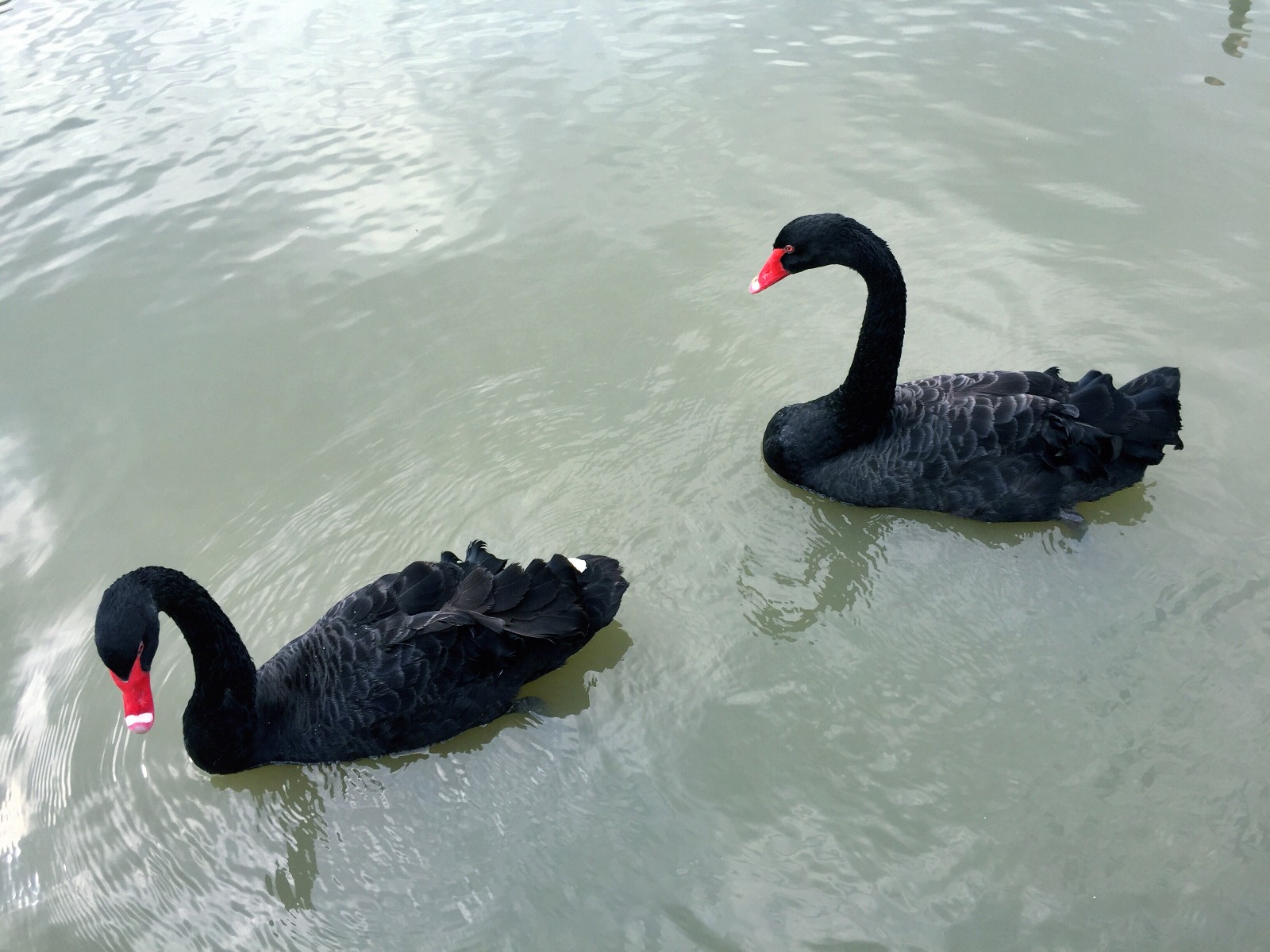 黑天鹅原创摄影