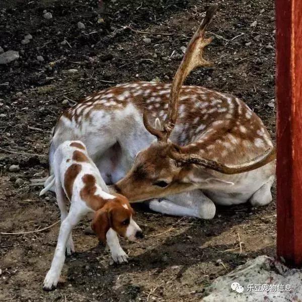 狗狗要是做起卧底来,你是一定认不出,狗已成精毫无办法!