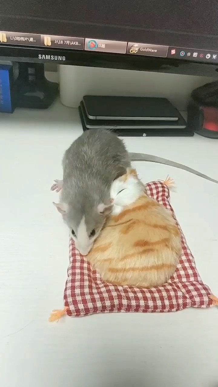 猖狂耗子终于遇上对手了,一声猫叫吓坏它,原来是主人的恶作剧