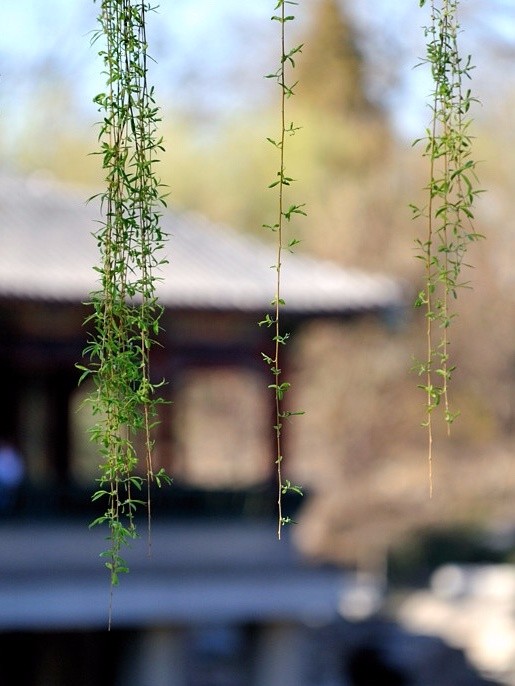楼外丝丝碧柳垂,楼头燕子故飞飞