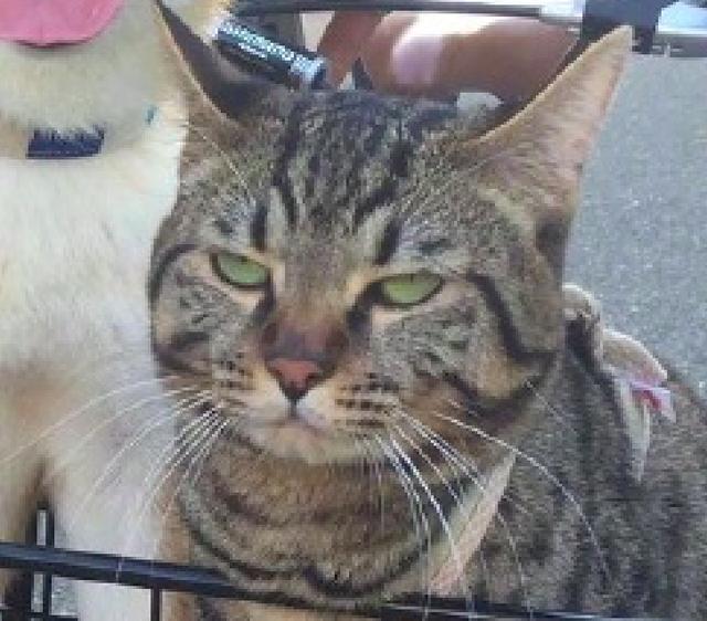 主人把柴犬和猫放车筐,结果它们表情却反差太大,猫是有多嫌弃!