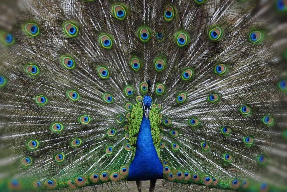 最美蓝孔雀开屏