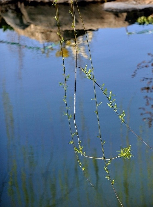 楼外丝丝碧柳垂,楼头燕子故飞飞