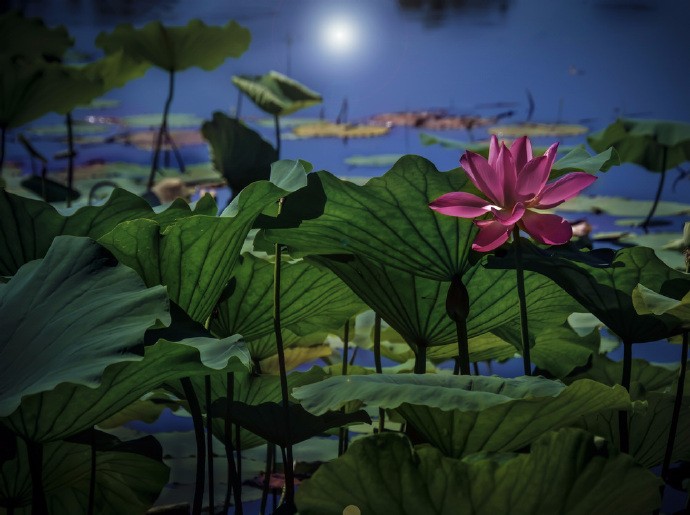 心有白莲,俯视高月幽然醉宿花间月,枕香入睡夏梦长