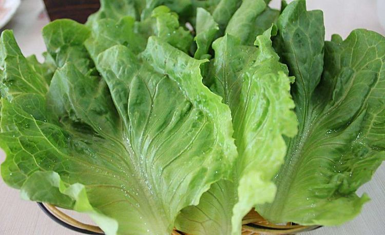 4,改善睡眠生菜中含有的莴苣素是一种很好的有效的催眠成分,可以稳定