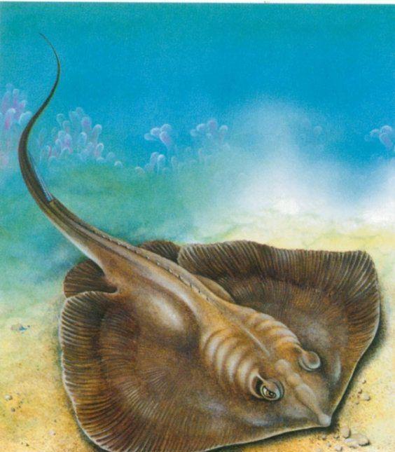 10,海蜗牛:海蜗牛的体内虽然只有少量的发光细胞,但是它的外壳可以