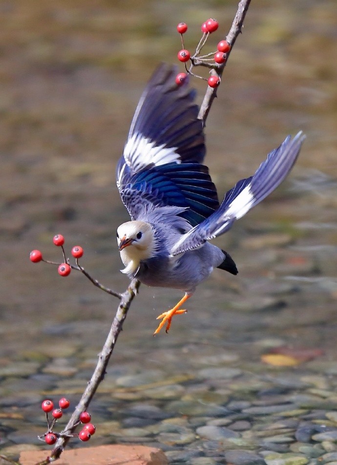 鸟雀自由自在,整日游走林间