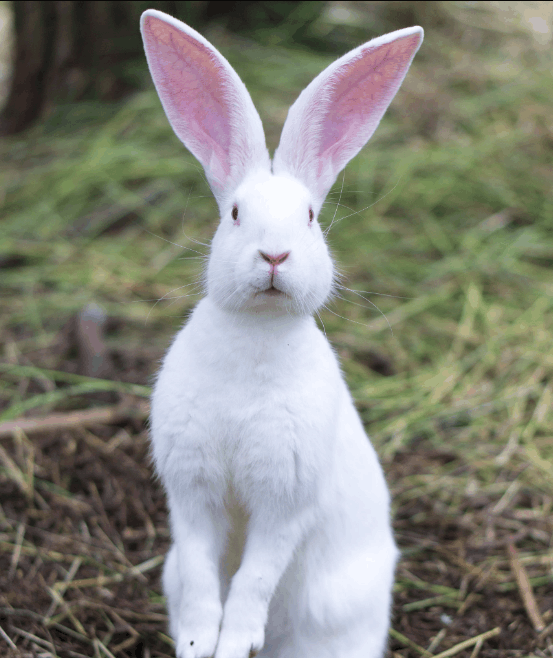 动物园最新进口的的稀有动物, 你都见过吗?