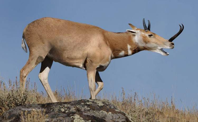 奇角鹿长约2米,是原角鹿科内体型最大的,奇角鹿的