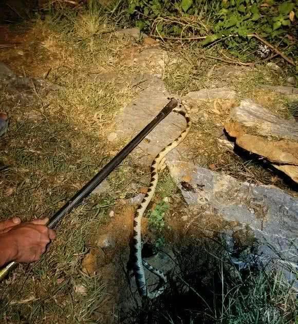 男子夜釣碰到劇毒銀環蛇,差點被咬,直接用魚竿敲死