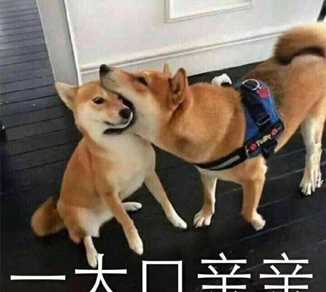 第一波搞笑狗狗表情包