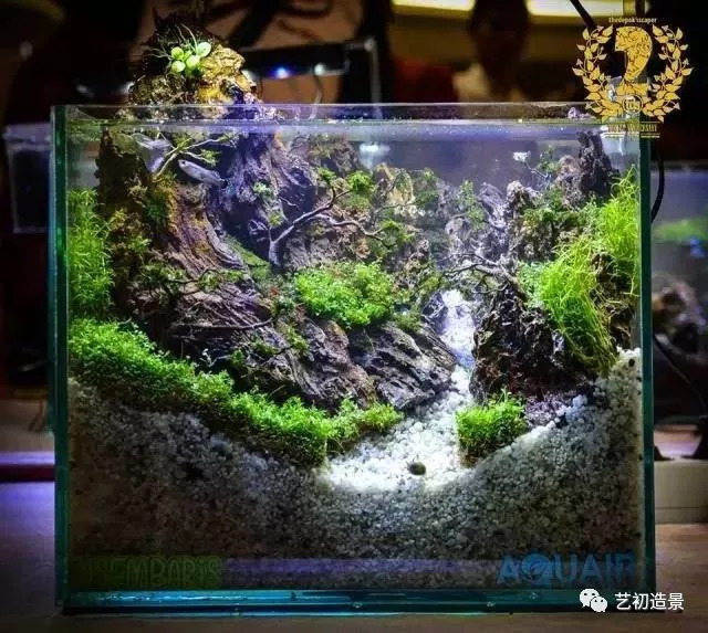 小缸大气派草缸造景图片欣赏