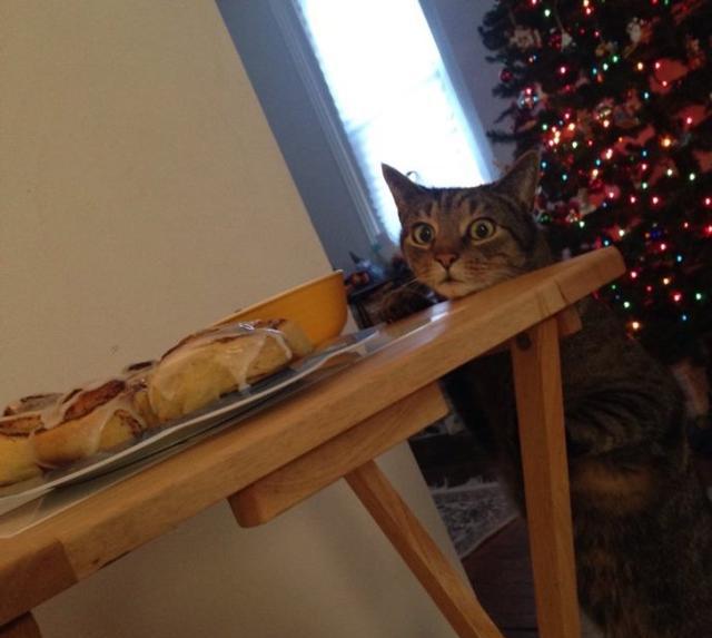 猫咪偷吃桌上的东西被主人抓了个现场,最后它的表情亮相了!