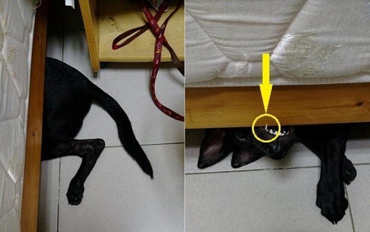 胖汪钻床底卡住狗羞成怒咬床板, 妈妈帮忙拉出才脱困, 画面搞笑
