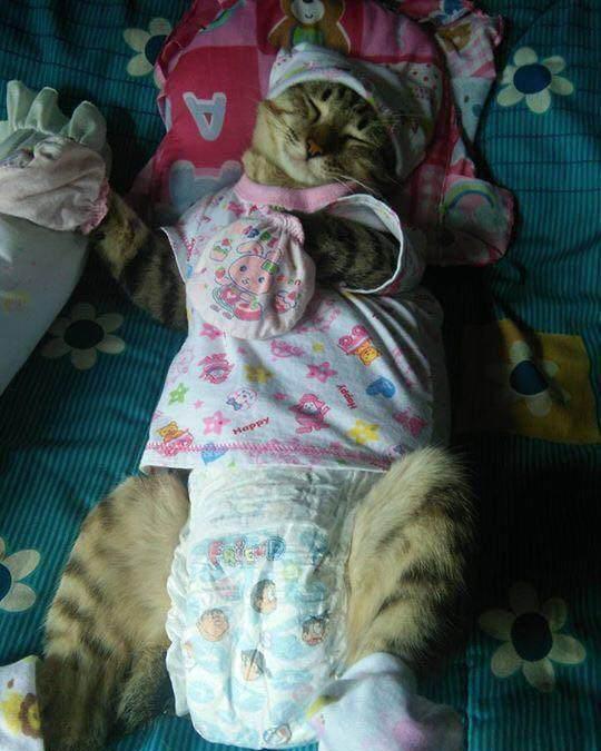铲屎的恶搞喵星人,给它穿上尿不湿,结果这货呼呼大睡让人笑喷!