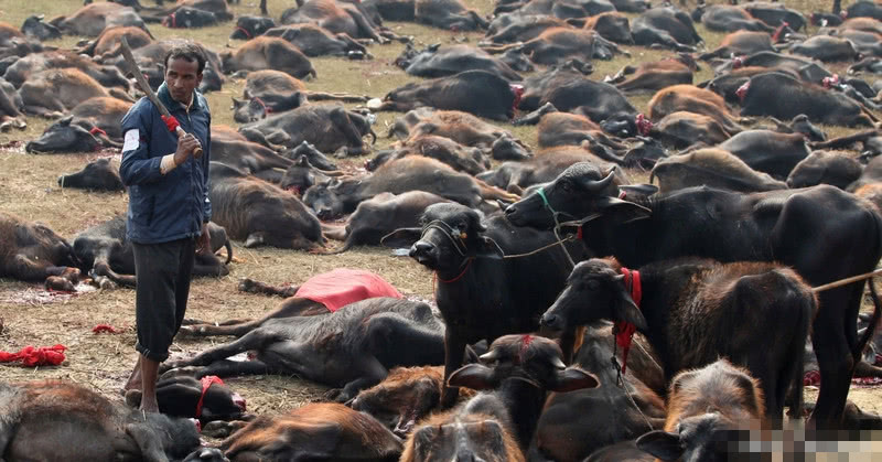 印度教教徒屠杀上万水牛,祭祀神灵祈福,屠宰场内尸横遍野
