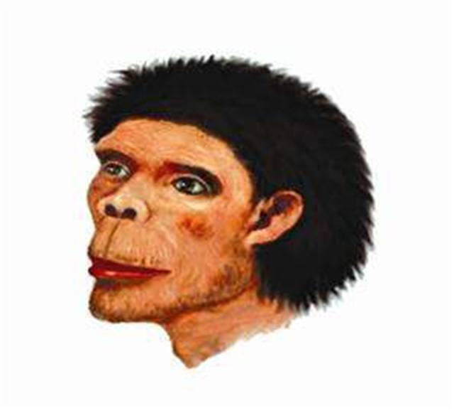 随着郧县头骨完全复原,一个话题再次发酵:人类究竟是非洲古猿进化成人