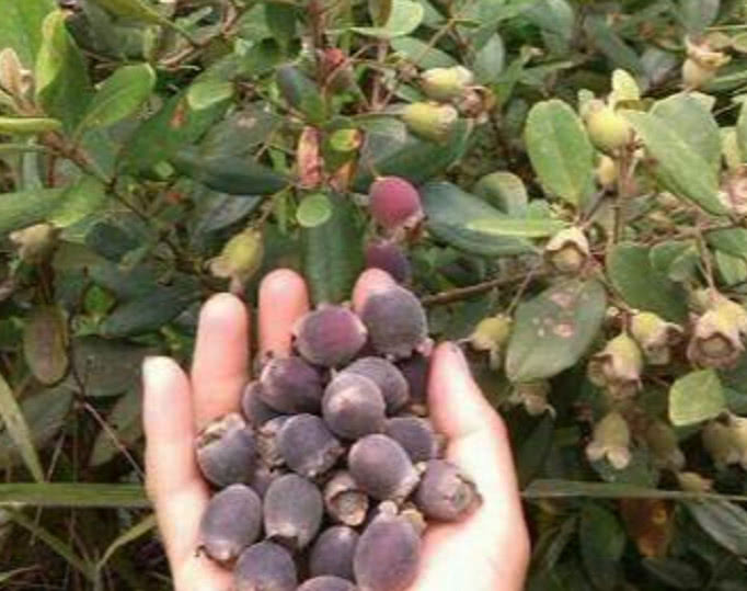 还很不错呢,具有补血止血的功效,它的根部还有祛风活络和止泻的作用
