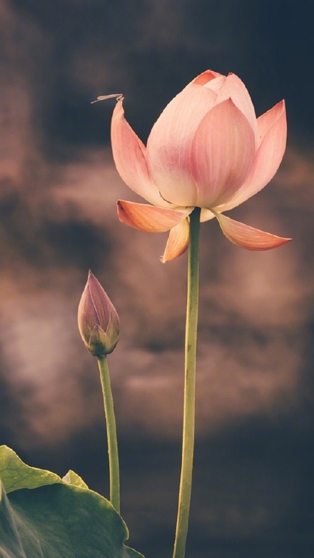 夏至快乐送你一组荷花壁纸清新一夏