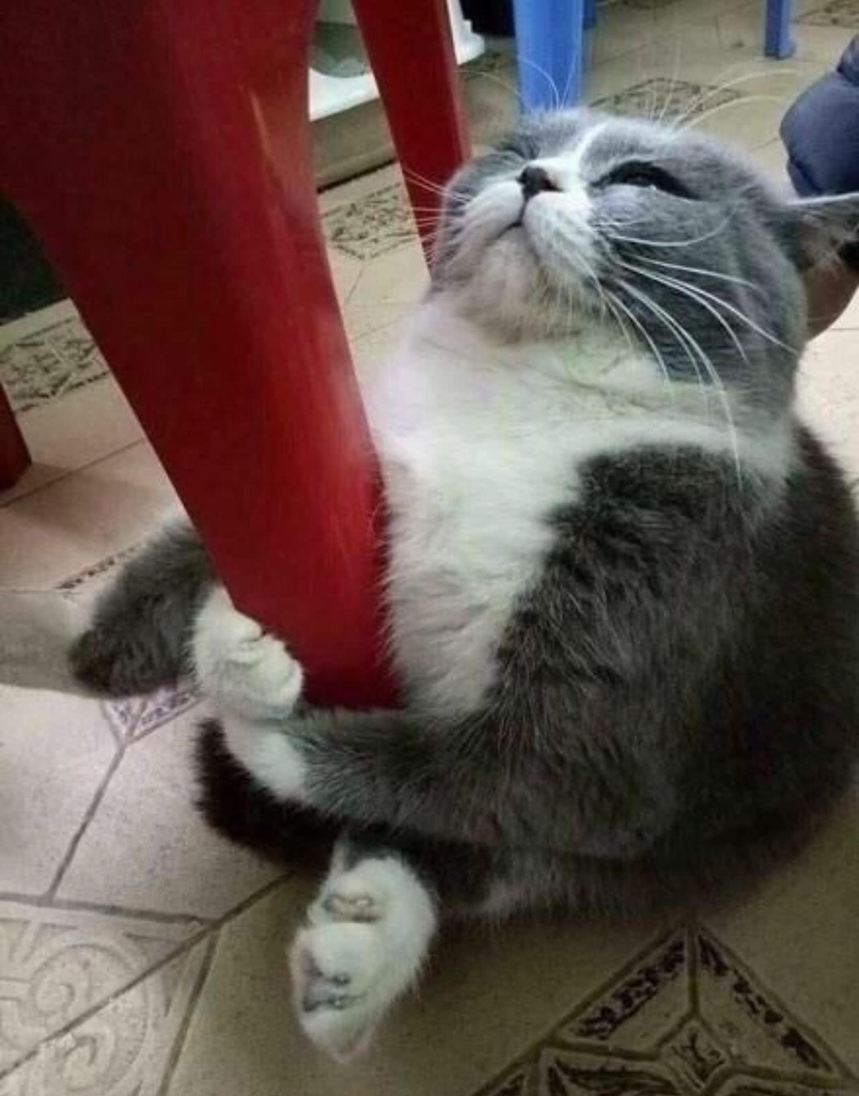 猫咪一进家紧抱桌腿不撒手,含泪哀求,主人知道它想法后哭笑不得