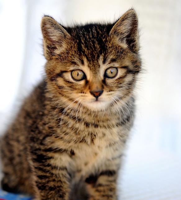 咱中国自己的放心喵星人中国狸花猫