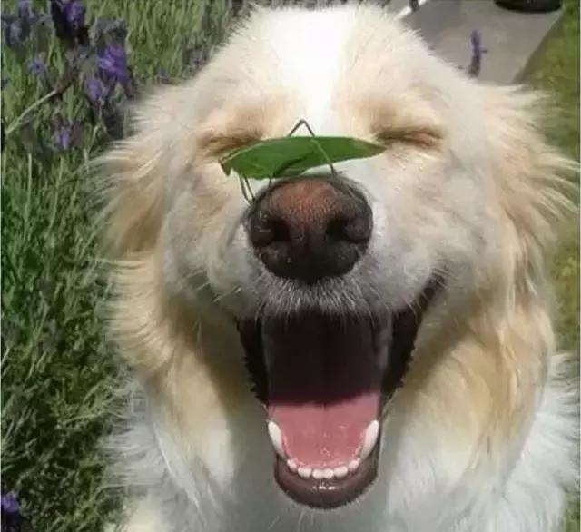 看到狗狗们开心的样子,你也会很开心吧?