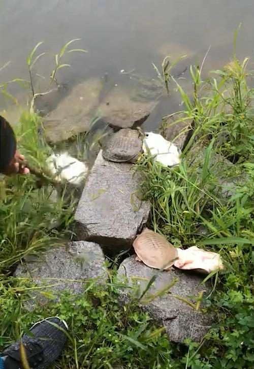 女子花费数千,大量甲鱼放生,有人称赞,也有人指责:花钱作恶