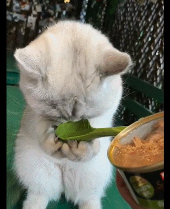 主人用勺子喂猫咪吃饭,没想到它双爪捧着饭勺舔,要成精的节奏!