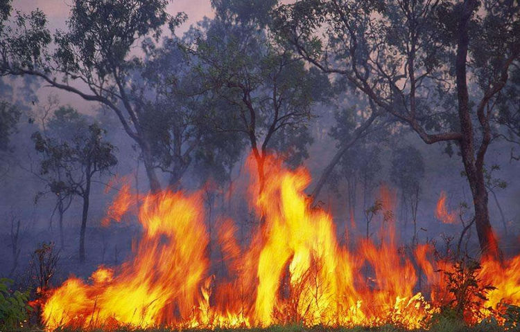澳洲森林大火"纵火犯"竟是"禽兽"所为,只是为了一口饱饭!