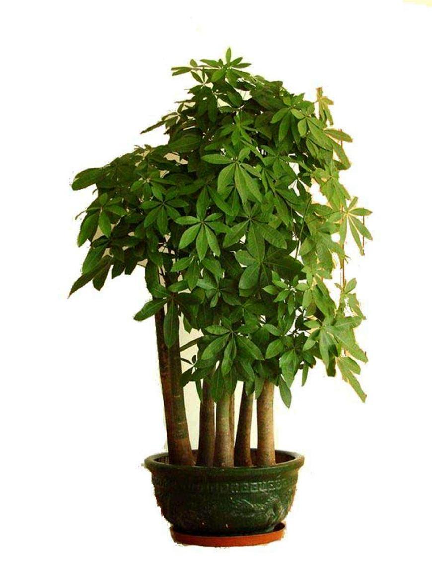 夏季养发财树注意3点叶子又宽又大浓绿反光长的旺