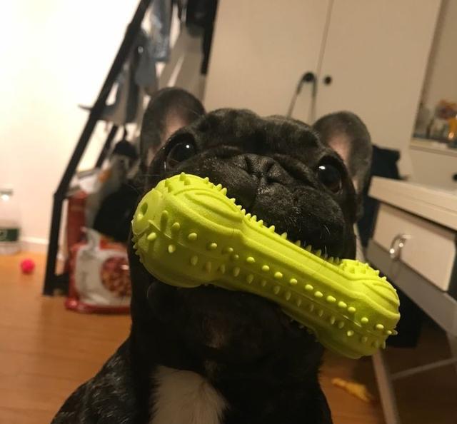 被狗子用拖鞋抽脸!啼笑皆非,原来主人是戏精本精