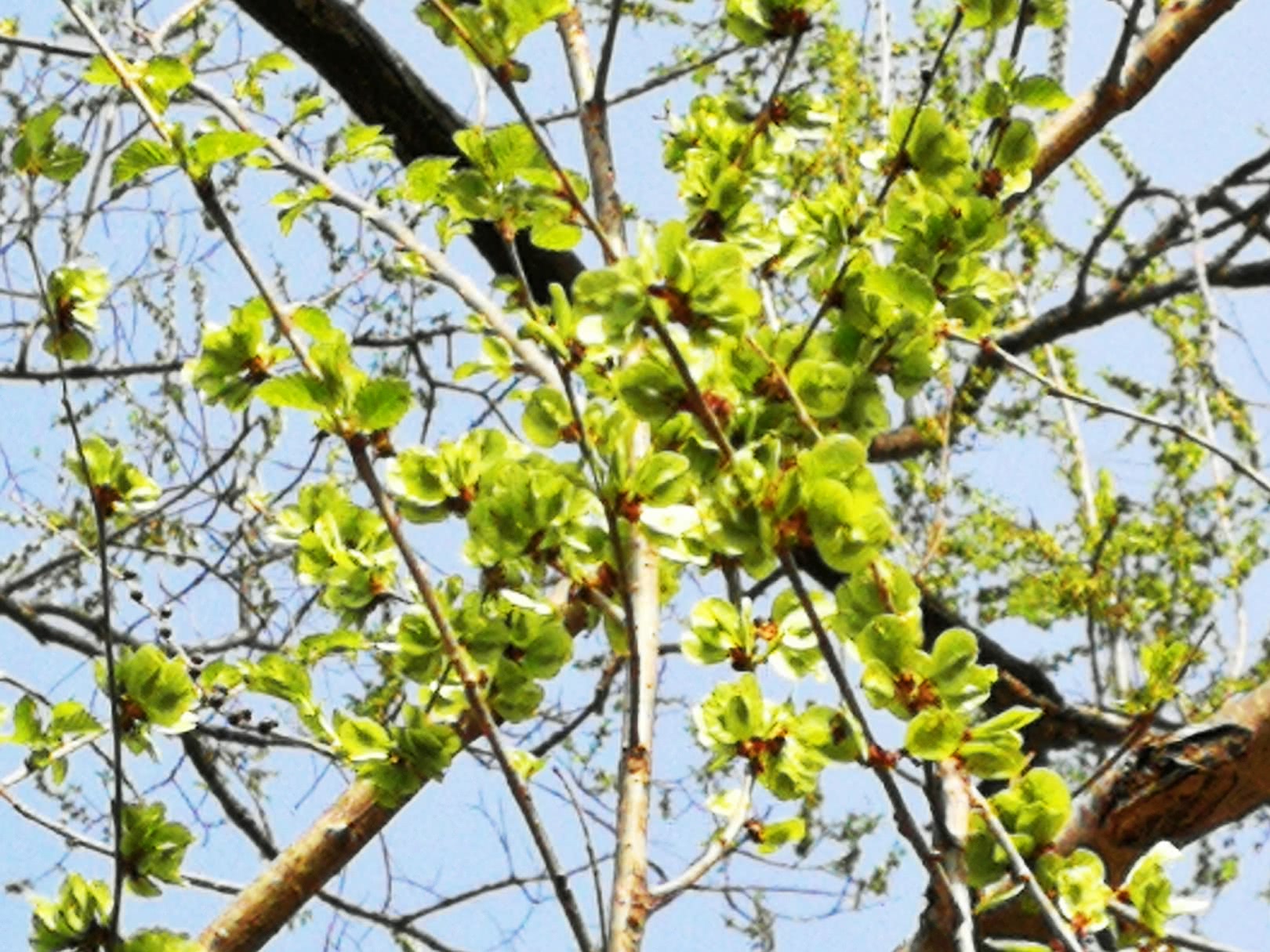 长在树上的天然野味榆钱,充满家乡味道的美食,你吃了吗