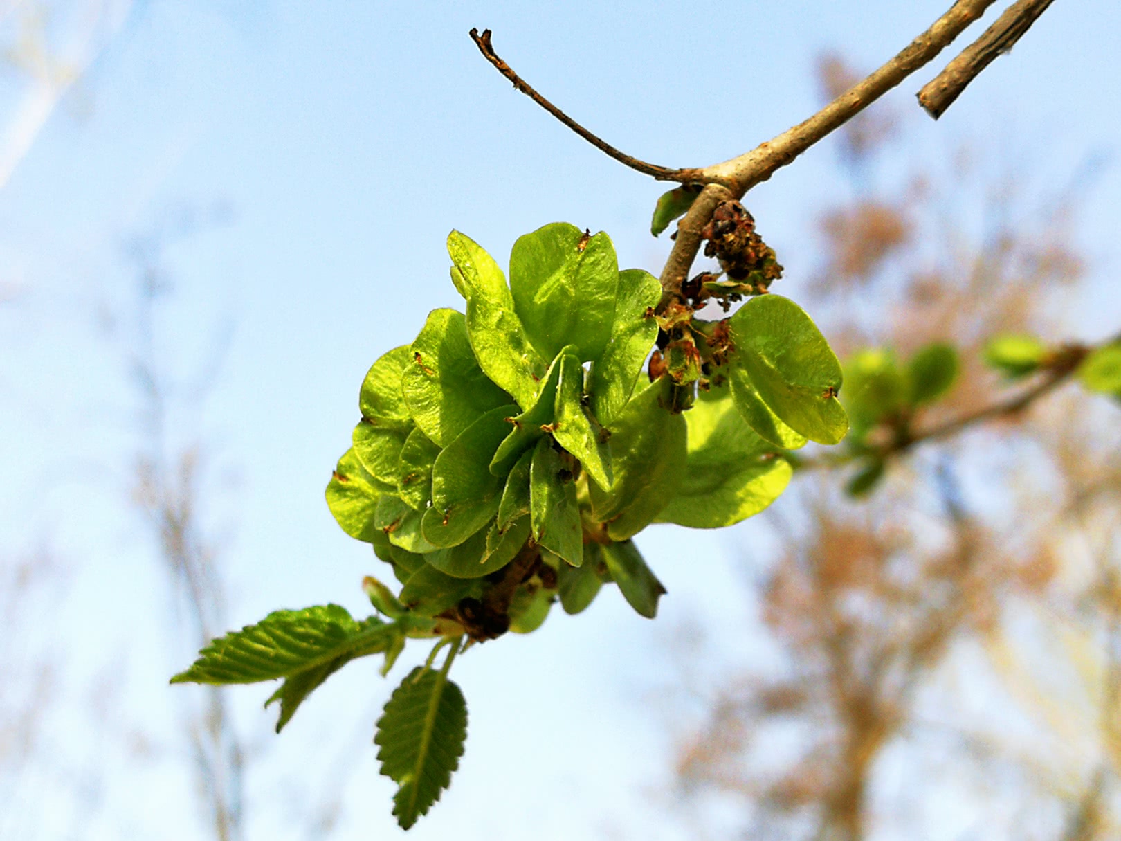长在树上的天然野味榆钱,充满家乡味道的美食,你吃了吗