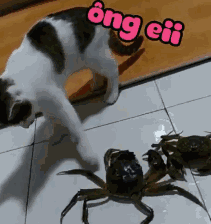 好奇害死猫猫咪和螃蟹握手结果被夹了迅速跳开