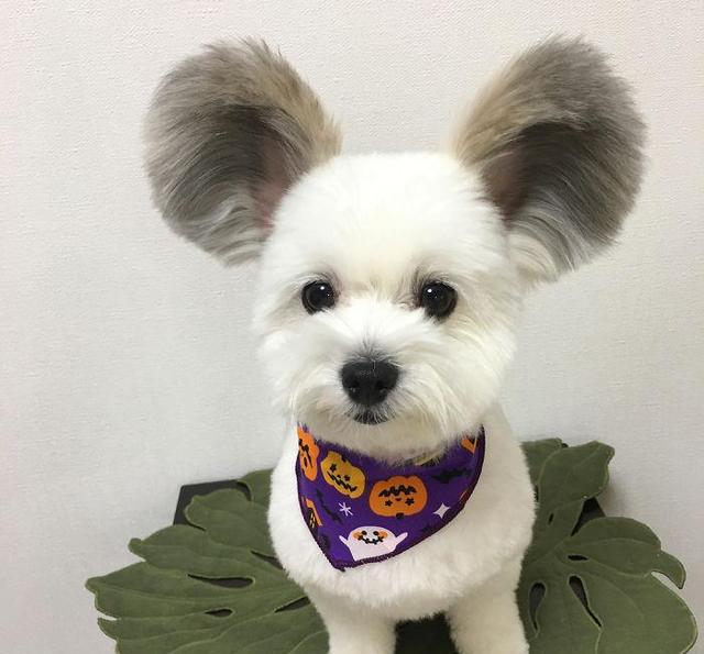 这只米老鼠狗长了一对米老鼠的耳朵萌翻了几万instagram粉丝