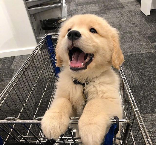 哈哈没错,这是小金毛muai的笑,迟早有一天你也有狗狗哒哒