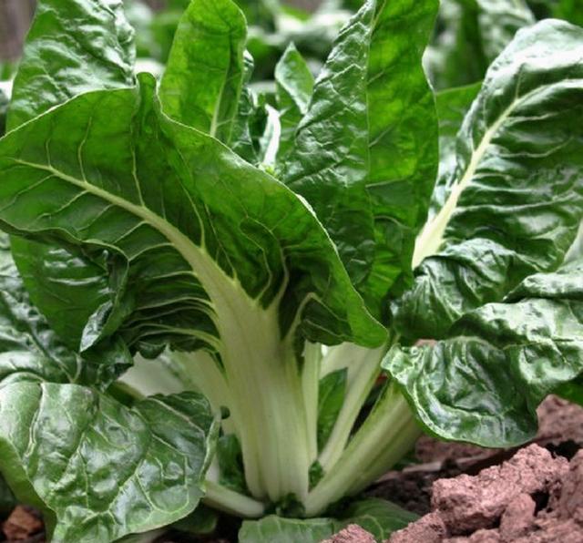 农民种了这三种菜为啥盼着有人"偷"?__财经头条