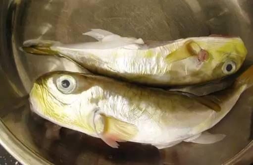 普|鲬鱼潮|淡甲普|多齿蛇鲻(zī)潮|那哥鱼普|鲈鳗潮|乌耳麻普|海鳗潮