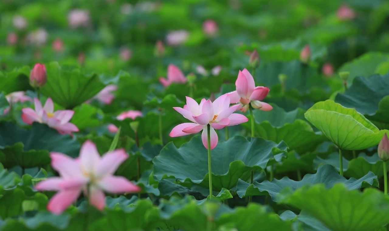 不看不知道!江门竟藏着这么多荷花观赏地!全部逛过就算你牛!|荷花|古