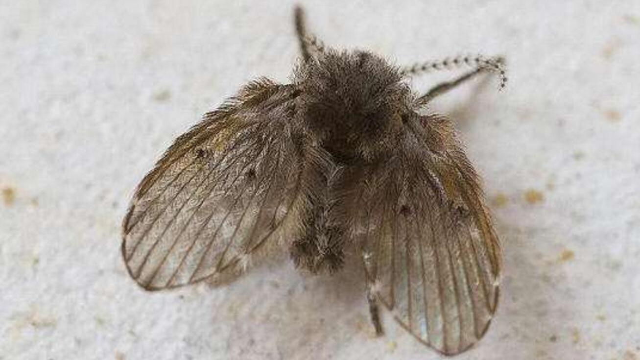 卫生间的小飞虫杀不尽?试试这招,再多的小飞虫也彻底清除干净!