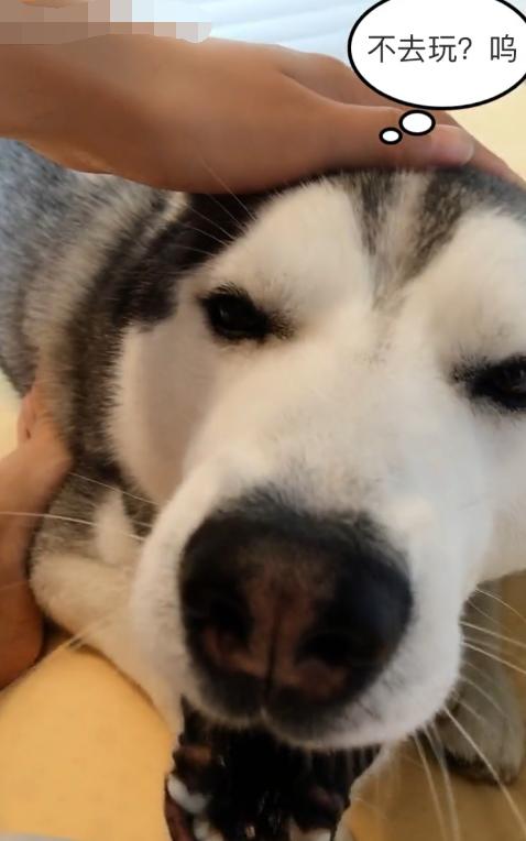 哈士奇睡觉醒来把嘴给气歪了,原来二哈也会做噩梦,笑尿了