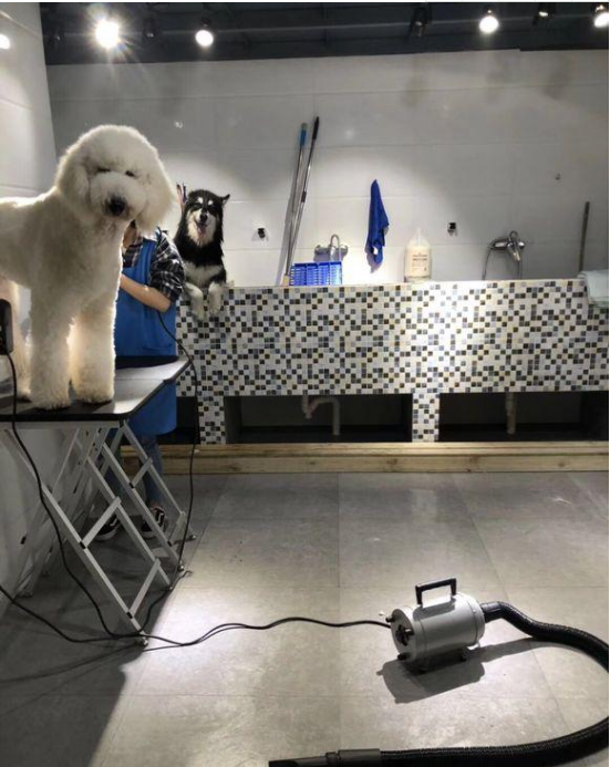 贵宾犬刚到宠物理发店,愁的店长直挠头:得加钱 . .